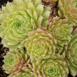 Sempervivum - Dachwurz - Hauswurz